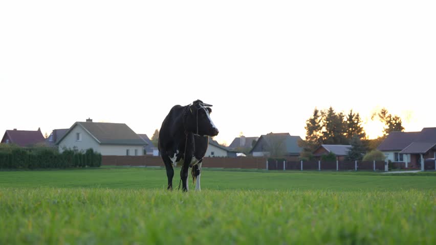 Happy cow living outside. Natural milk comes from free living cow in village. Sunset.