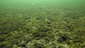 Sandy bottom covered with a layer of Marine Mussels (Mytilaster lineatus), Slow motion, Forward movement above seafloor - Powered by Shutterstock - Get 15% off with code: PIKWIZARD15
