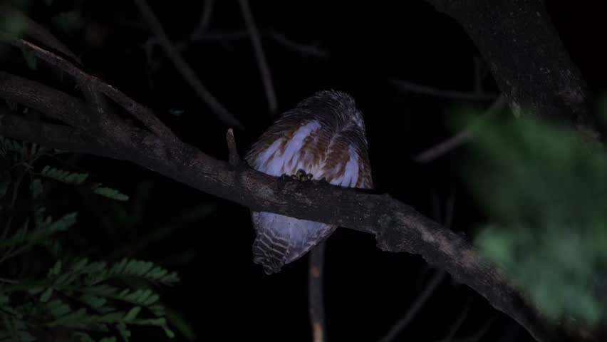 Twisting its head to the back then suddenly turns to face forward attracted to a sound in which it must have thought to be a prey, Asian Barred Owlet Glaucidium cuculoides, Thailand Royalty-Free Stock Footage #3392078923