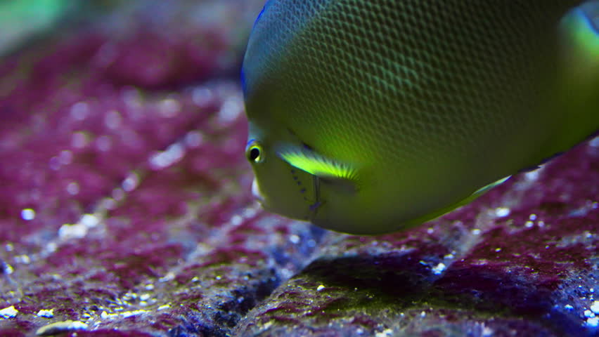 This underwater footage captures the intricate details and vibrant colors of the Queen Angelfish, showcasing its elegant presence and unique markings as it gracefully moves underwater