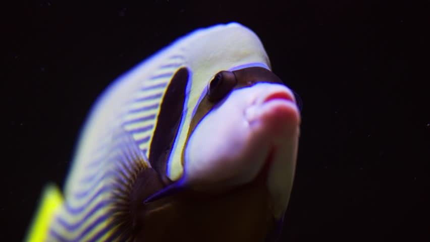 This footage showcases the stunning colors and intricate patterns of the emperor angelfish against a dark background