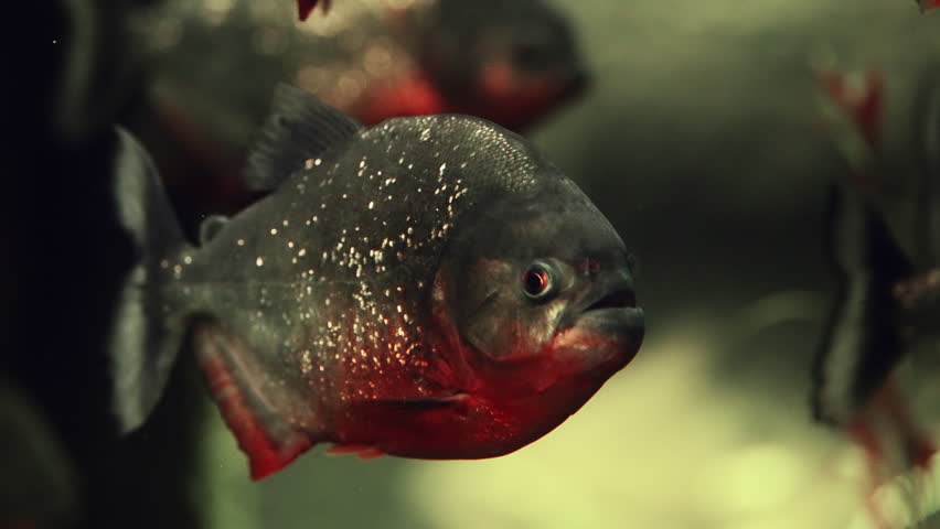 This underwater footage offers a detailed glimpse of a piranha