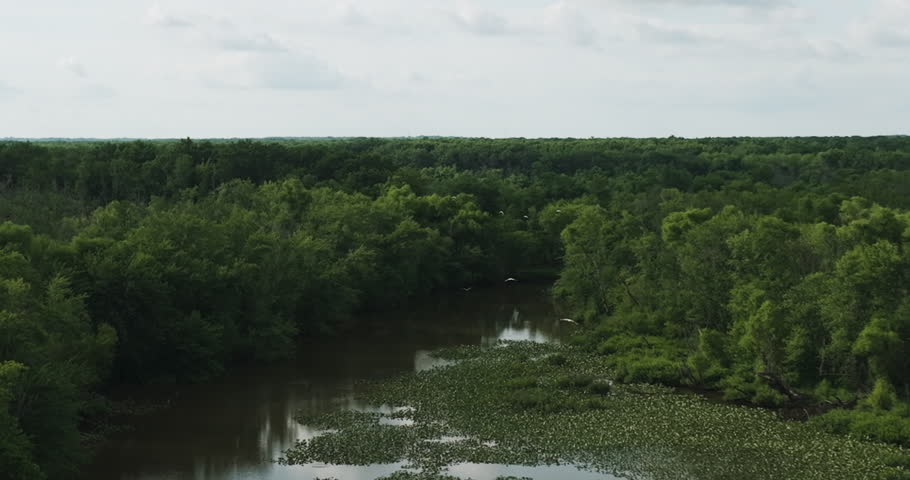Wildlife Scene Over Swamps And Vegetations. Dense Thicket In The Background. Aerial Wide Shot