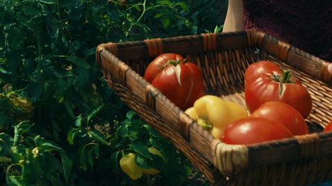 Young lady reaping large yellow peppers and placing them in a wicker basket with red tomatoes in an organic sustainable farm