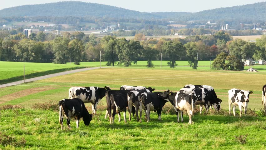 Cattle in rural USA. Aerial view of Holstein cows grazing in green pasture in summer.