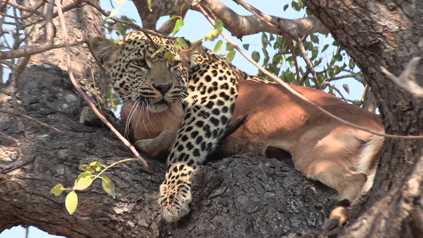 A leopard lies snarling in a tree with its prey. Close up shot.