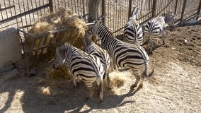 Group of zebras eating hay from the trough in the zoo, during daytime, high angle shot.