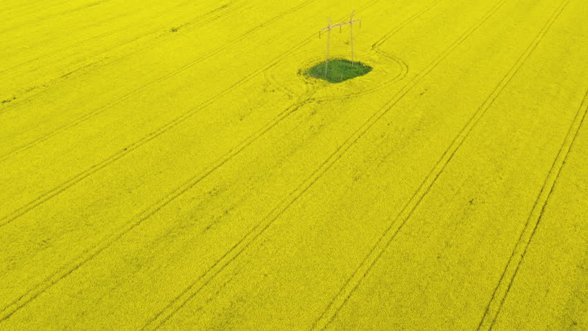 Electricity pylon in blooming canola field, aerial shot from drone pov high angle view