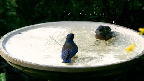 Bluebird Couple Bathing Slow Motion 600fps
