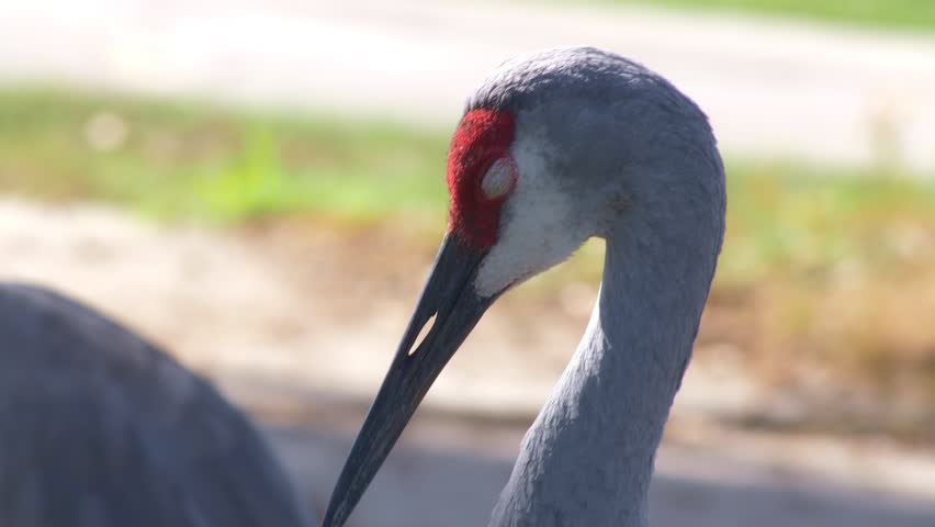 closeup of red headed sandhill crane bird
