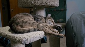 A spotted cat sleeping on a cat tower and moving its paw in its sleep like it's waving. - Powered by Shutterstock - Get 15% off with code: PIKWIZARD15