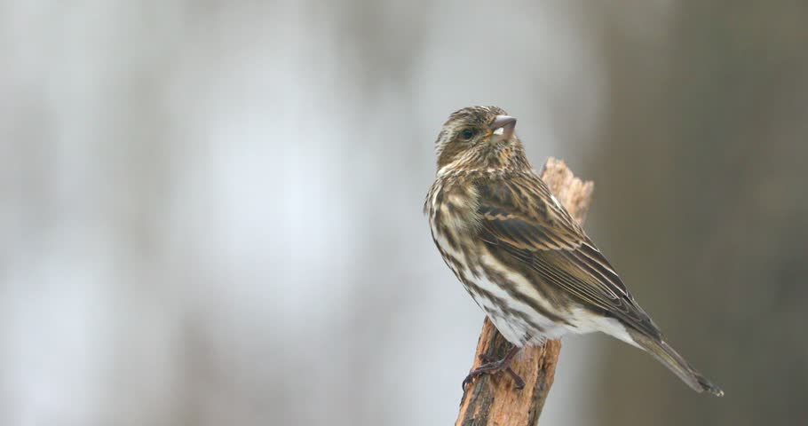 House Finch Female On A Snowy Day Bird Animal