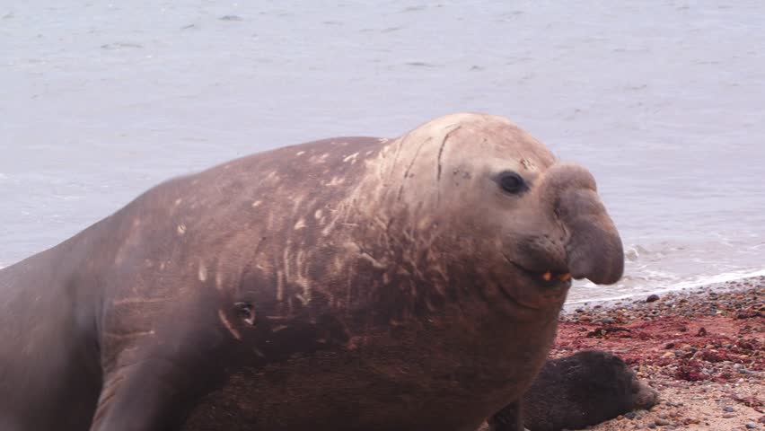 Male Southern Elephant Seal Galumphing in slow motion up on the coast as it exits the sea to rest 