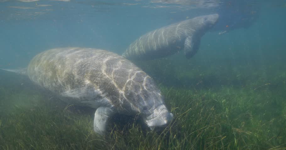 manatee and baby calf swimming toward camera along seaweed grass bed