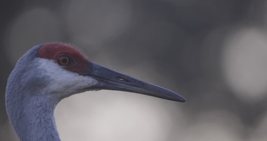 Sandhill crane closeup headshot head turn with eyes