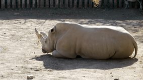 Rhino is lying on the ground and having a rest during the daytime in the zoo, medium shot.