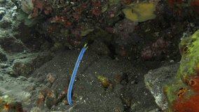 Blue ribbon eel (male) sits in a burrow between rocks on the bottom of a tropical sea; it stretches out its long body and hunts for small fish that swim nearby.