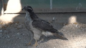 The northern goshawk has been split into two species based on significant morphological and genetic differences, slow motion 120fps video clip