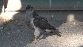 The northern goshawk has been split into two species based on significant morphological and genetic differences, slow motion 120fps video clip