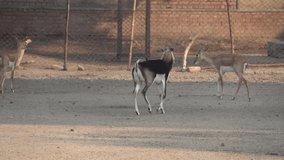 blackbuck (Antilope cervicapra), also known as the Indian antelope, is an antelope native to India and Nepal. 120fps slow motion video clip