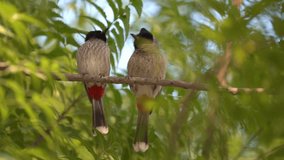 Red-vented bulbul pair bird is sitting on tree branch. A low angle shot of an Asian bulbul bird. 120fps slow motion video clip