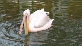 Pelicans (genus Pelecanus) are a genus of large water birds that make up the family Pelecanidae 120fps slow motion video clip