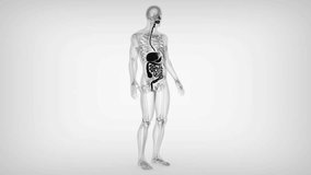human digestive system organs anatomy 3d animation - Powered by Shutterstock - Get 15% off with code: PIKWIZARD15