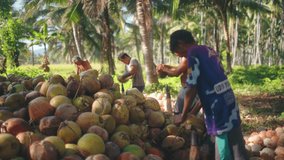 Coconut farmers process the coconut by separating the coconut husk and coconut shell video 4k