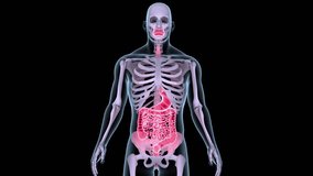 human digestive system organs anatomy 3d animation - Powered by Shutterstock - Get 15% off with code: PIKWIZARD15