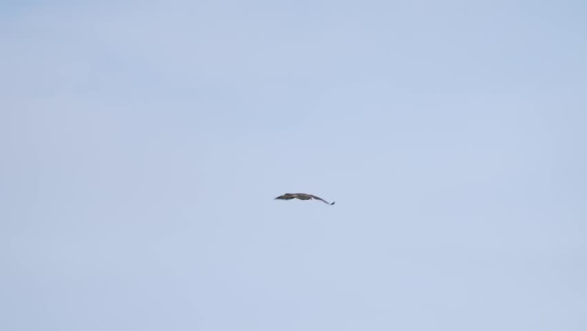 osprey is hunting a fish