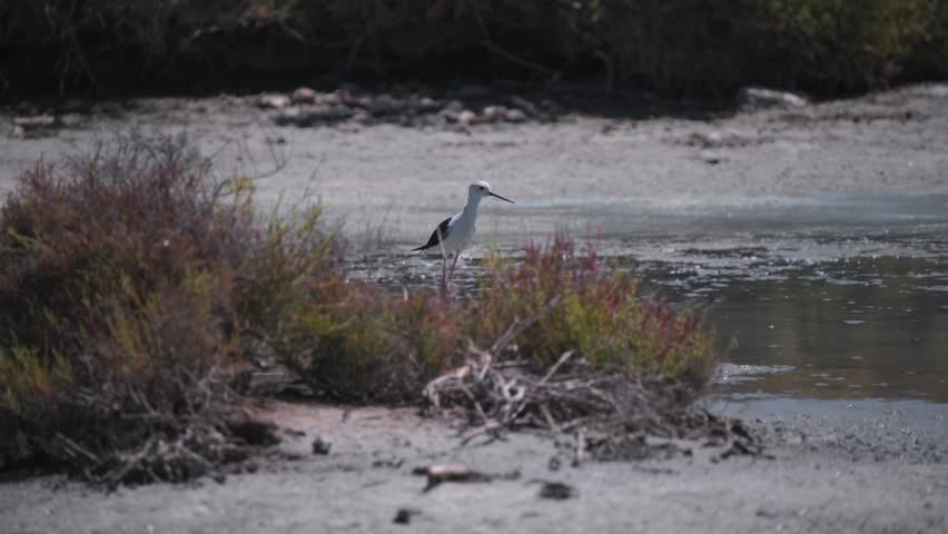 Black-winged stilt bird standing in bushes on marshy wetland shore.