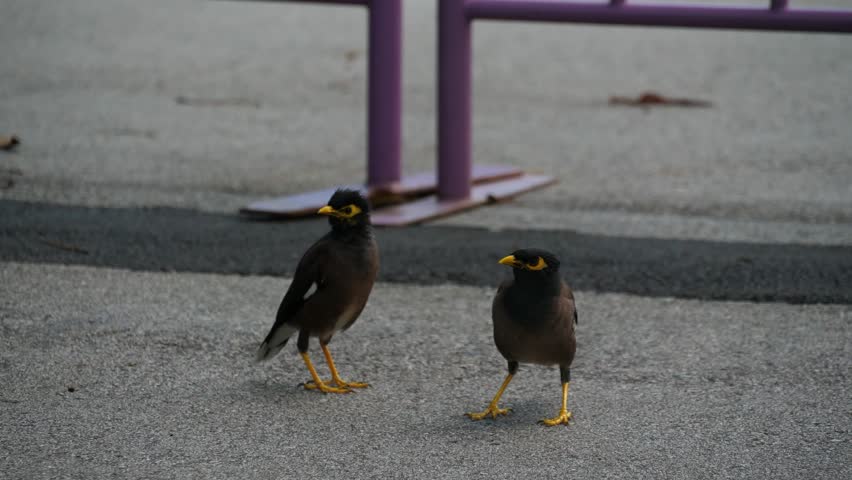 Two Common Myna birds on a street of Singapore Royalty-Free Stock Footage #3392549529