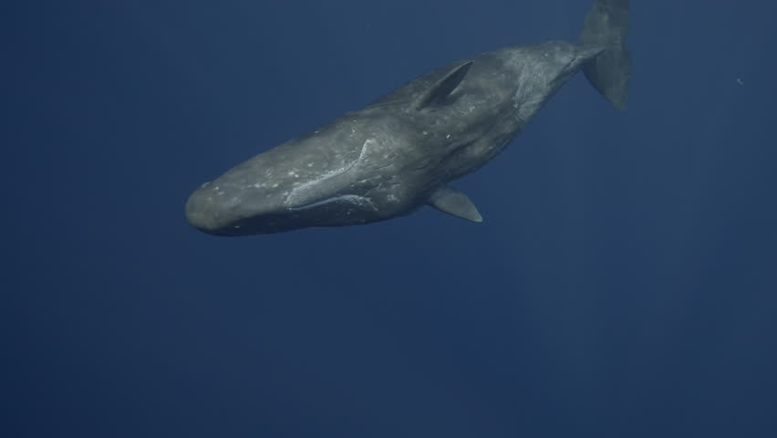 Underwater view of lonely Sperm Whale giant swimming to camera. Wildlife marine mammal animals. Majestic big whale swimming alone. Giant aquatic animals in deep blue water of Indian Ocean Royalty-Free Stock Footage #3392551853