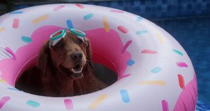 A video banner with the face of a Golden Retriever dog lying in a donut-shaped inflatable ring and swimming goggles next to the pool. Vacation concept with your dog.