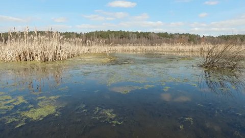 Spring Swamp on Sunny Day