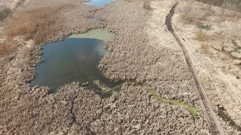 Spring Swamp on Sunny Day
