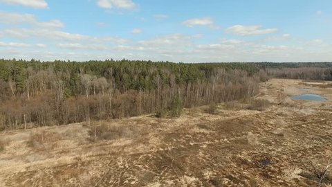 Spring Swamp on Sunny Day