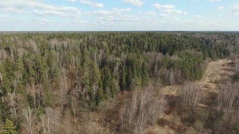 Spring Mixed Forest