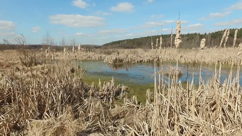 Spring Swamp on Sunny Day