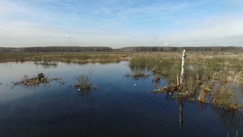 Seagulls Spring Bog