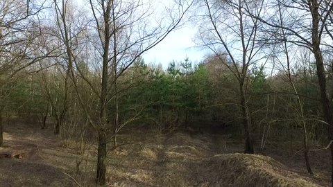 Spring Forest Morning