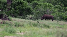 A dehorned white rhino grazing on green grass