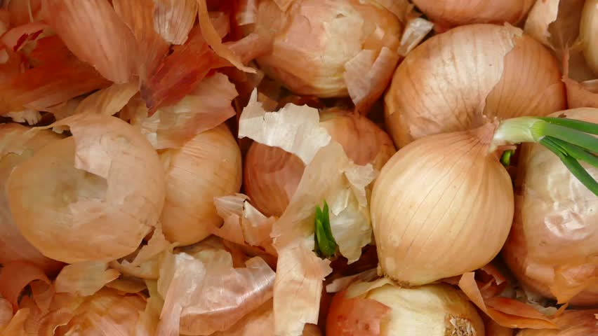 The onions started to sprout green, the onions sprouted from the humidity and moisture,