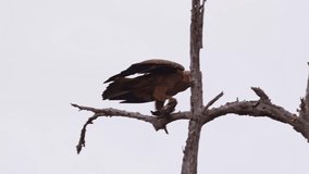 An eagle killing a crested barbet