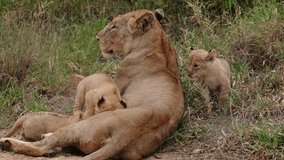 three tiny lion cubs sucking