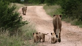 Lioness and her three tiny cubs walking on the road.