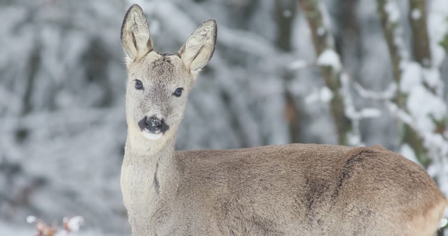 Young male roe deer (Capreolus capreolus) with tiny antlers standing in the middle of the snow-covered winter forest in a fairytale scenery before walking away
