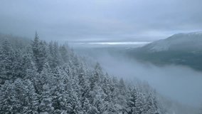Pine forest snowy winter misty hillside with lateral flight showing green valley. Early morning. Whinlatter Forest, English Lake District, Cumbria, UK. - Powered by Shutterstock - Get 15% off with code: PIKWIZARD15