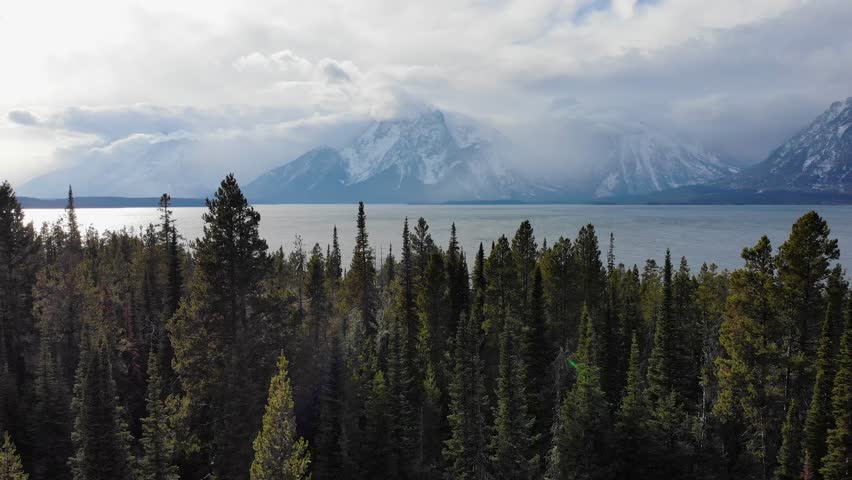 A low-flying drone shot through forest