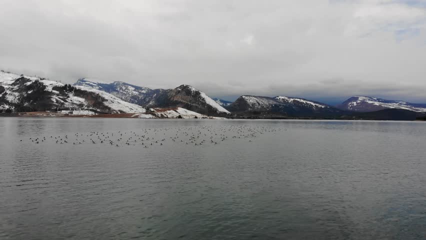A low-flying, orbital drone shot of a large flock of ducks floating on Jackson Lake, with the Grand Teton Range in the background, in Grand Teton National Park of Northwestern Wyoming.